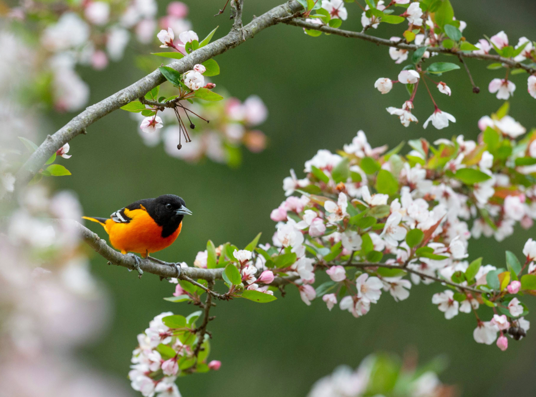 Vogel auf einem Baum im Frühling